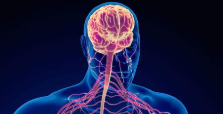 Difference Between Sympathetic And Parasympathetic